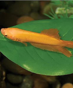 Zoo Med Betta Bed Leaf Fish Hammock, Large -Zoo Med Sale 231127 PT2. SY630 V1586784725