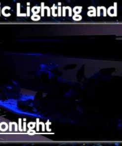 Zoo Med AquaEffects Model 2 LED Aquarium Light 12 Zoo Med AquaEffects Model 2 LED Aquarium Light -Zoo Med Sale 286869 PT4. SY630 V1620700065