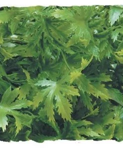 Zoo Med Cannabis Artificial Plant