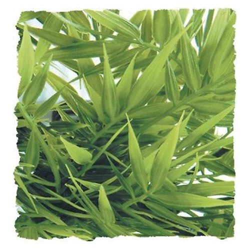 Zoo Med Madagascar Bamboo Artificial Plant 1 Zoo Med Madagascar Bamboo Artificial Plant