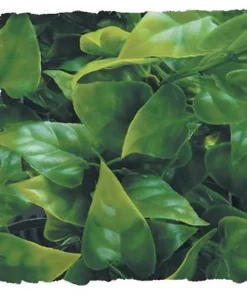 Zoo Med Mexican Phyllo Artificial Plant